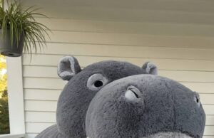 Hippo Lounger Pods: Black, Purple, Orange & Gray Color Guide Hippo Lounging Pod