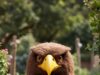 Walking Eagle Loungers — Premium Comfort with Personality Eagle Loungers