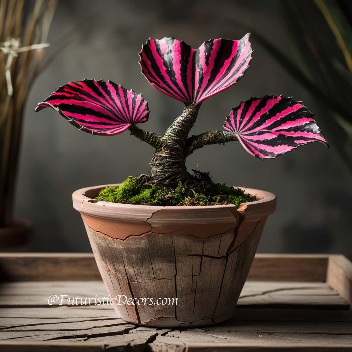 Stunning Mermaid Plant