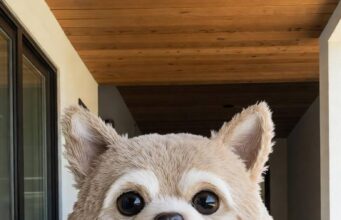 Giant Dog Lounging Pod Designs in 2026 – Corgi, Labrador & More dog-shaped lounger pods