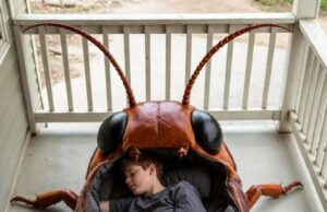 Cockroach Sleeping Bag | From Nightmare to Cozy Night’s Sleep Cockroach Sleeping Bag