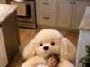 Poodle Sleeping Bags: Softness, Warmth & Real-Life Experience Cute Poodle Sleeping Bags