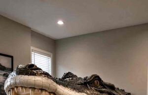 Alligator Shaped Bed Pros, Cons & Who It’s Best Suited For Giant Alligator Shaped Bed