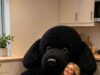 Poodle Shaped Bean Bag: Colors, Sizes, and Prices Poodle Shaped Bean Bag